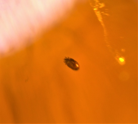 AAM0010 Янтарь с многочисленными инклюзами «Микромир». 2 комара, муха, 6(!) клещей в шикарном камне.