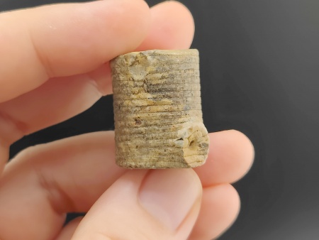 AAM0034 Криноидея. Окаменелость. Морская лилия 