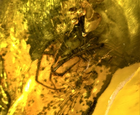 AAM0009 Янтарь с многочисленными инклюзами «Каждой твари по паре». 2 ручейника, 2 паука, 4 двукрылых, клещ, отпечаток гигантского таракана(?)  в большом красивом камне.