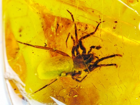 AAM0025 Янтарь с инклюзом Коллекция на ладони