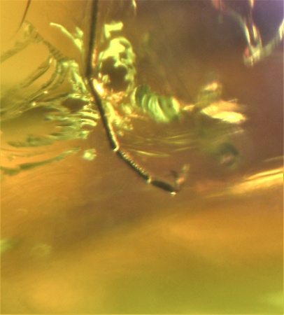 AAM0009 Янтарь с многочисленными инклюзами «Каждой твари по паре». 2 ручейника, 2 паука, 4 двукрылых, клещ, отпечаток гигантского таракана(?)  в большом красивом камне.