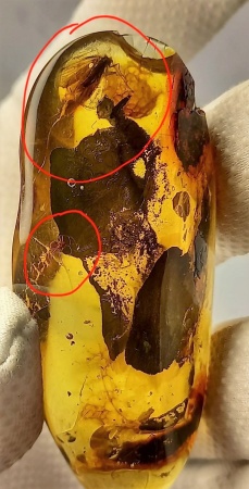 AAM0009 Янтарь с многочисленными инклюзами «Каждой твари по паре». 2 ручейника, 2 паука, 4 двукрылых, клещ, отпечаток гигантского таракана(?)  в большом красивом камне.