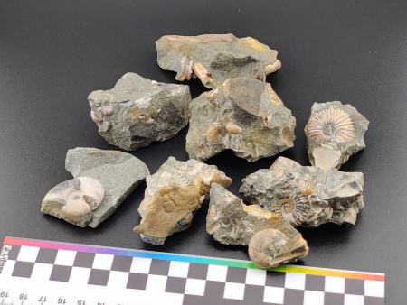 AAM0024 Аммониты и меловая живность на породе малая
