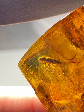 AAM0008 Янтарь с многочисленными инклюзами «Зоопарк». Вес камня 72 грамма!