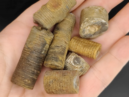 AAM0034 Криноидея. Окаменелость. Морская лилия 