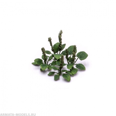 S184MWP Подорожник, размер М