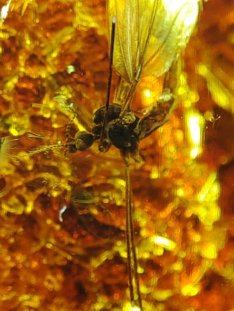 AAM0018 Янтарь с инклюзом Macrochile baltica «Луна и Солнце»