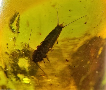 AAM0011 Янтарь с инклюзом «Серебряная рыбка». Очень редкая и очень крупная Чешуйница из отряда Щетинохво́сток (Zygentoma)