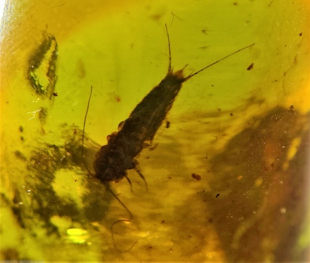 AAM0011 Янтарь с инклюзом «Серебряная рыбка». Очень редкая и очень крупная Чешуйница из отряда Щетинохво́сток (Zygentoma)