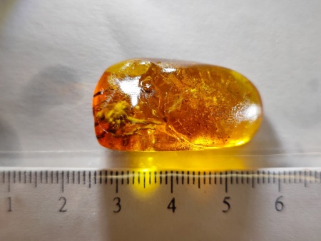 AAM0017 Янтарь с инклюзом «Тройная редкость»