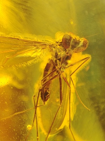 AAM0015 Янтарь с многочисленными инклюзами  «Муха Зеленуха»