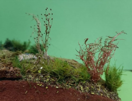 72264 Кустарник сухой мелкий