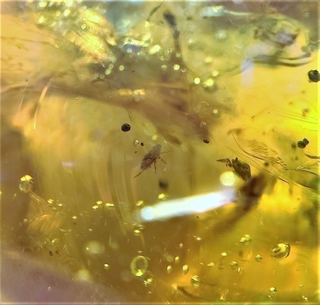 AAM0007 Янтарь с многочисленными инклюзами «Паучье логово». 6 пауков и другие насекомые в большом красивом камне.