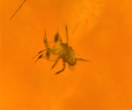 AAM0010 Янтарь с многочисленными инклюзами «Микромир». 2 комара, муха, 6(!) клещей в шикарном камне.