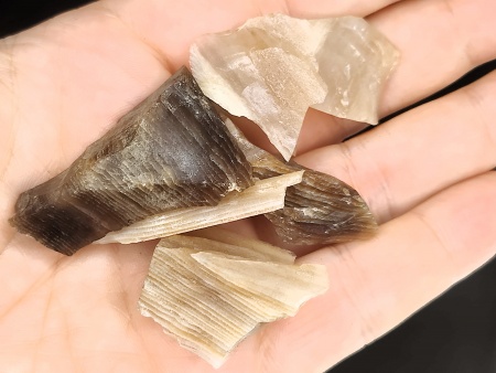 AAM0030 Окаменелое дерево с замещением опалом, Приморье