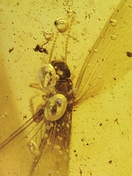 AAM0016 Янтарь с инклюзами «Термит»