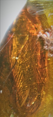 AAM0009 Янтарь с многочисленными инклюзами «Каждой твари по паре». 2 ручейника, 2 паука, 4 двукрылых, клещ, отпечаток гигантского таракана(?)  в большом красивом камне.