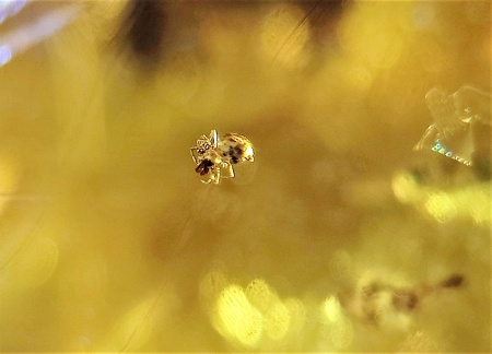 AAM0007 Янтарь с многочисленными инклюзами «Паучье логово». 6 пауков и другие насекомые в большом красивом камне.