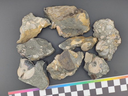 AAM0024 Аммониты и меловая живность на породе малая