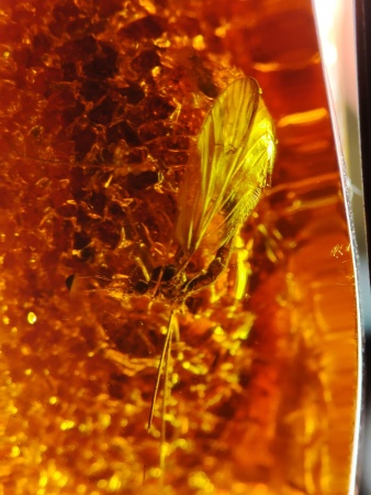 AAM0018 Янтарь с инклюзом Macrochile baltica «Луна и Солнце»