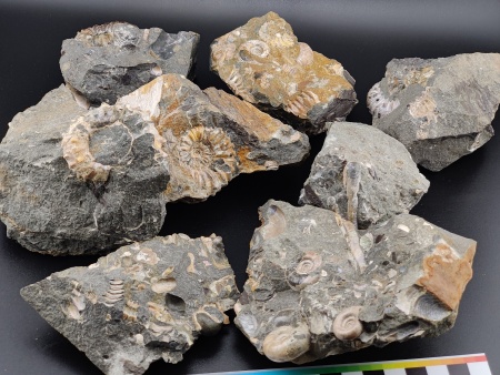 AAM0023 Аммониты и меловая живность на породе большая