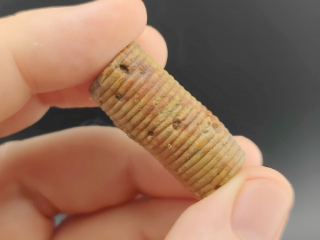 AAM0034 Криноидея. Окаменелость. Морская лилия 