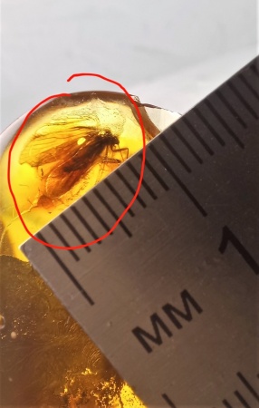 AAM0009 Янтарь с многочисленными инклюзами «Каждой твари по паре». 2 ручейника, 2 паука, 4 двукрылых, клещ, отпечаток гигантского таракана(?)  в большом красивом камне.