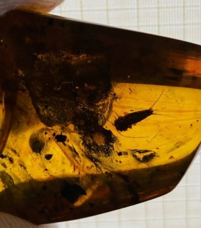 AAM0011 Янтарь с инклюзом «Серебряная рыбка». Очень редкая и очень крупная Чешуйница из отряда Щетинохво́сток (Zygentoma)