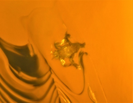 AAM0010 Янтарь с многочисленными инклюзами «Микромир». 2 комара, муха, 6(!) клещей в шикарном камне.