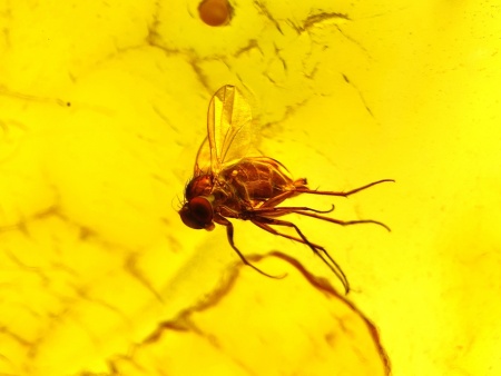 AAM0025 Янтарь с инклюзом Коллекция на ладони