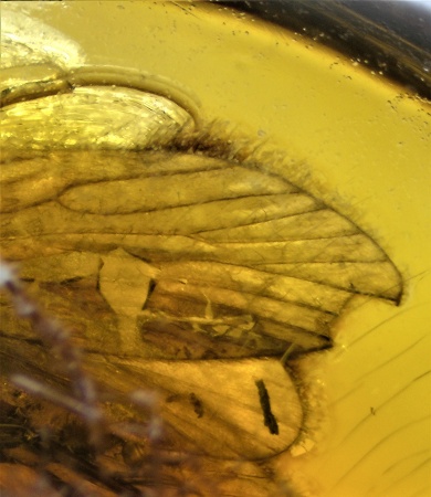 AAM0009 Янтарь с многочисленными инклюзами «Каждой твари по паре». 2 ручейника, 2 паука, 4 двукрылых, клещ, отпечаток гигантского таракана(?)  в большом красивом камне.