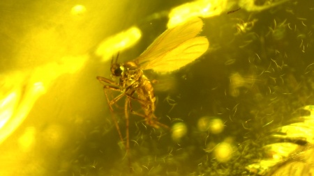 AAM0013 Янтарь с инклюзом «У ручья». Вес 14 грамм, 2 ручейника, 4 комара, тля, колемболла и бутон цветка! 