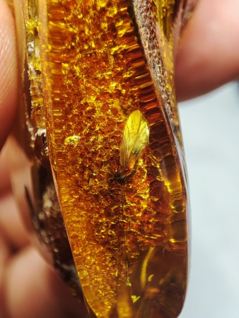 AAM0018 Янтарь с инклюзом Macrochile baltica «Луна и Солнце»