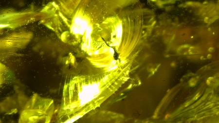 AAM0013 Янтарь с инклюзом «У ручья». Вес 14 грамм, 2 ручейника, 4 комара, тля, колемболла и бутон цветка! 