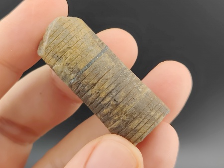 AAM0034 Криноидея. Окаменелость. Морская лилия 