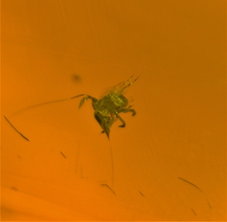 AAM0010 Янтарь с многочисленными инклюзами «Микромир». 2 комара, муха, 6(!) клещей в шикарном камне.