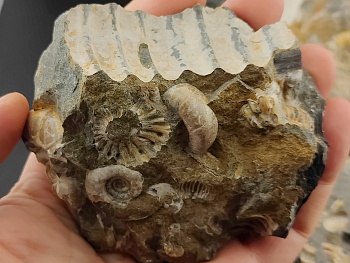 AAM0023 Аммониты и меловая живность на породе большая